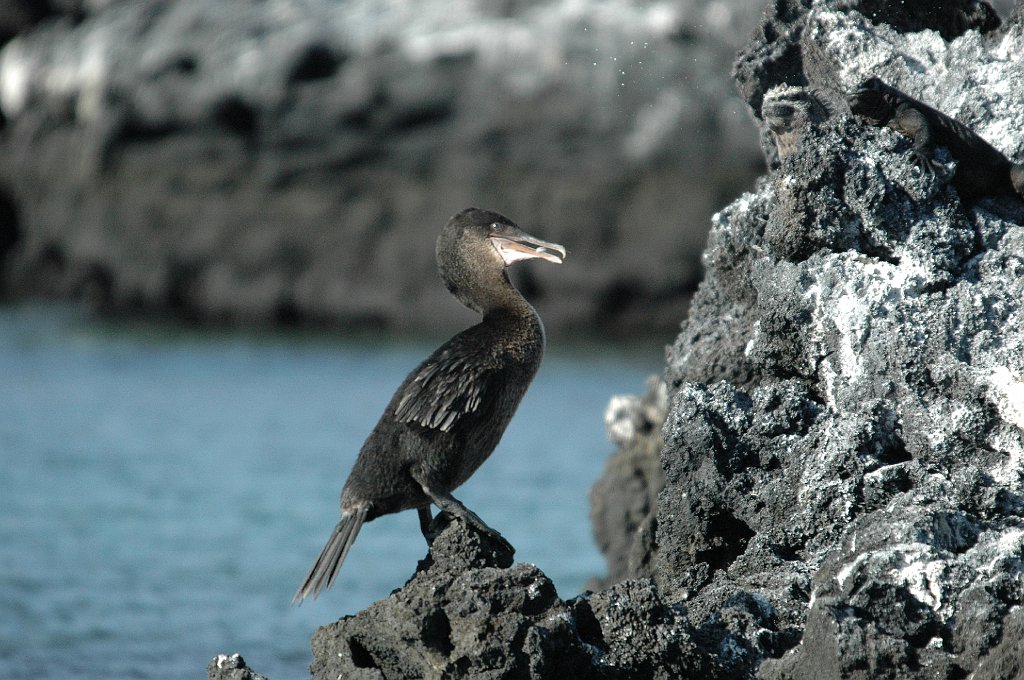 Cormorant, Galapagos, 2004-11025076.jpg - Galapagos Cormorant, Galapagos, 2004